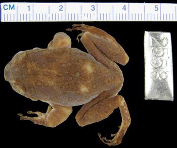 Media type: image; Herpetology A-2553